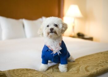 Pet-Friendly Hotels: Traveling with Furry Friends