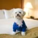Pet-Friendly Hotels: Traveling with Furry Friends
